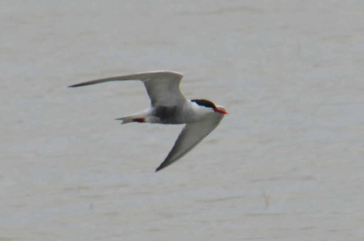 Whiskered Tern - ML645640076