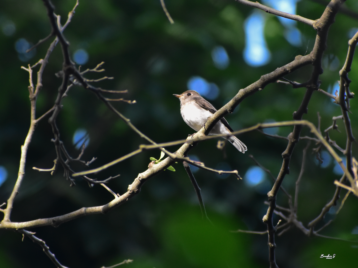 Asian Brown Flycatcher - ML645640078