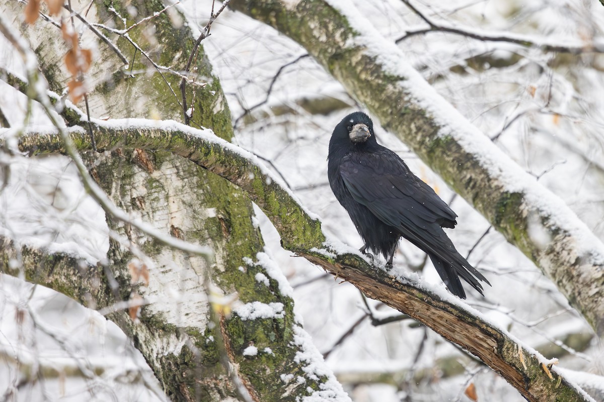 Ekin Kargası - ML645640079