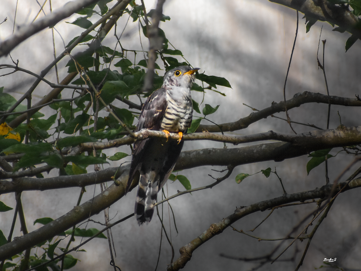Indian Cuckoo - ML645640080