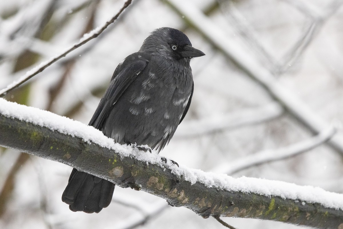 Eurasian Jackdaw - ML645640081