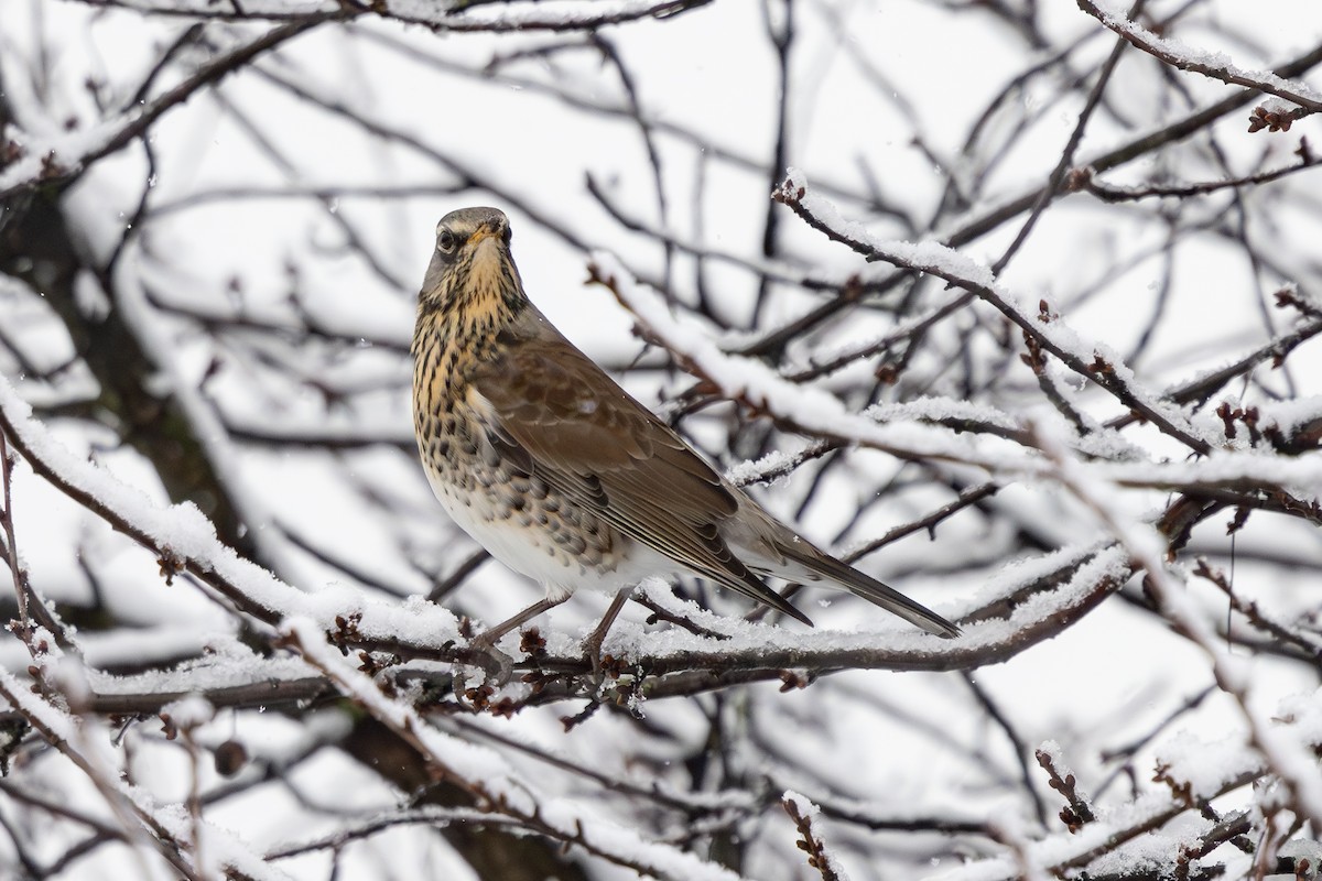 Fieldfare - ML645640082