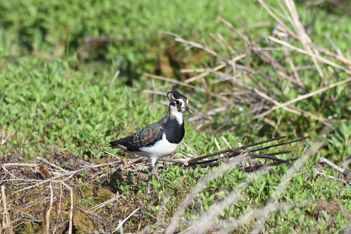 小辮鴴 - ML645640083