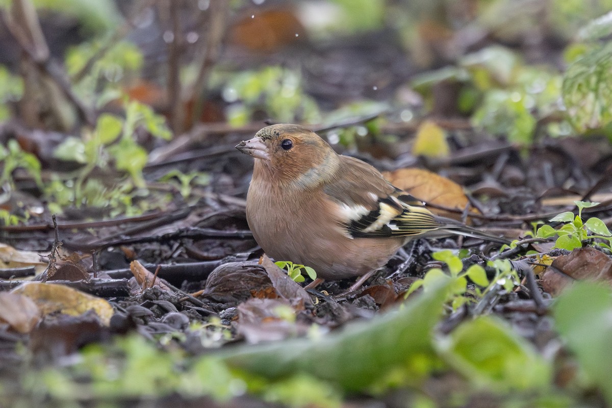 Common Chaffinch - ML645640085
