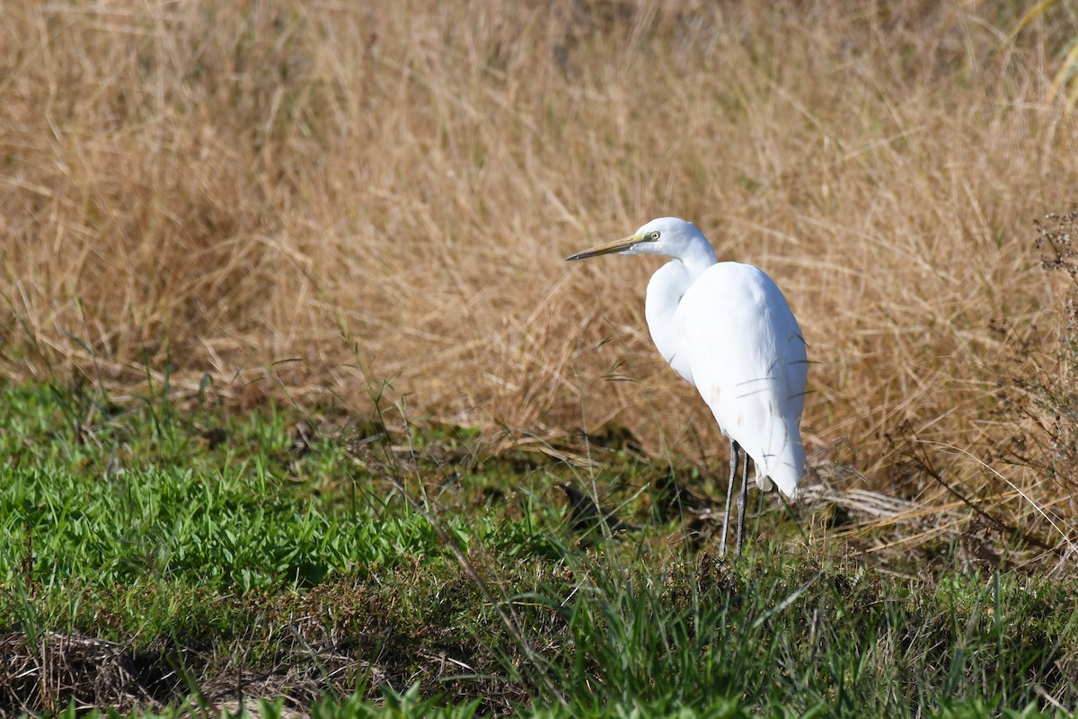 大白鷺 - ML645640090