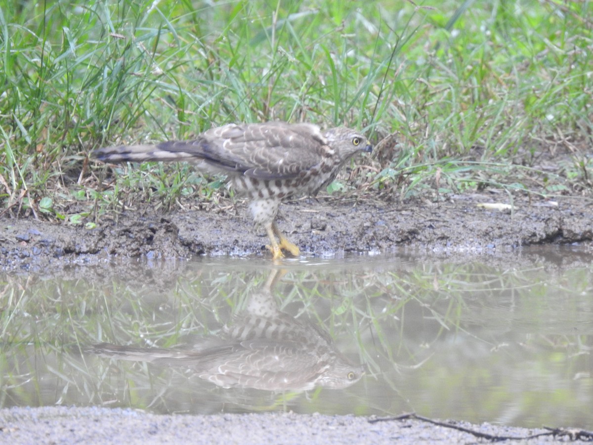 Shikra - ML645640091