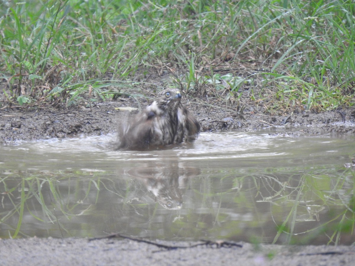 Shikra - ML645640092