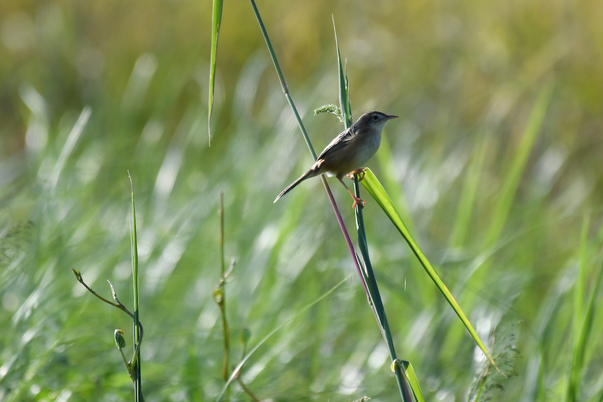 Zitting Cisticola - ML645640095