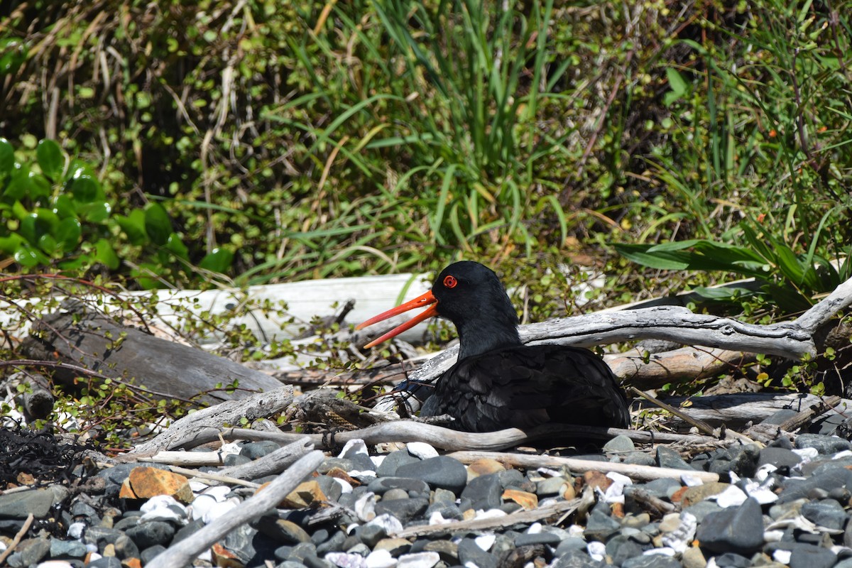 Variable Oystercatcher - ML645640096