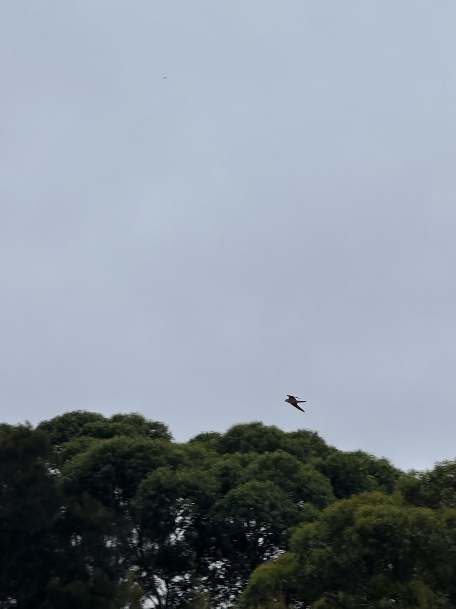 Australian Hobby - ML645640101
