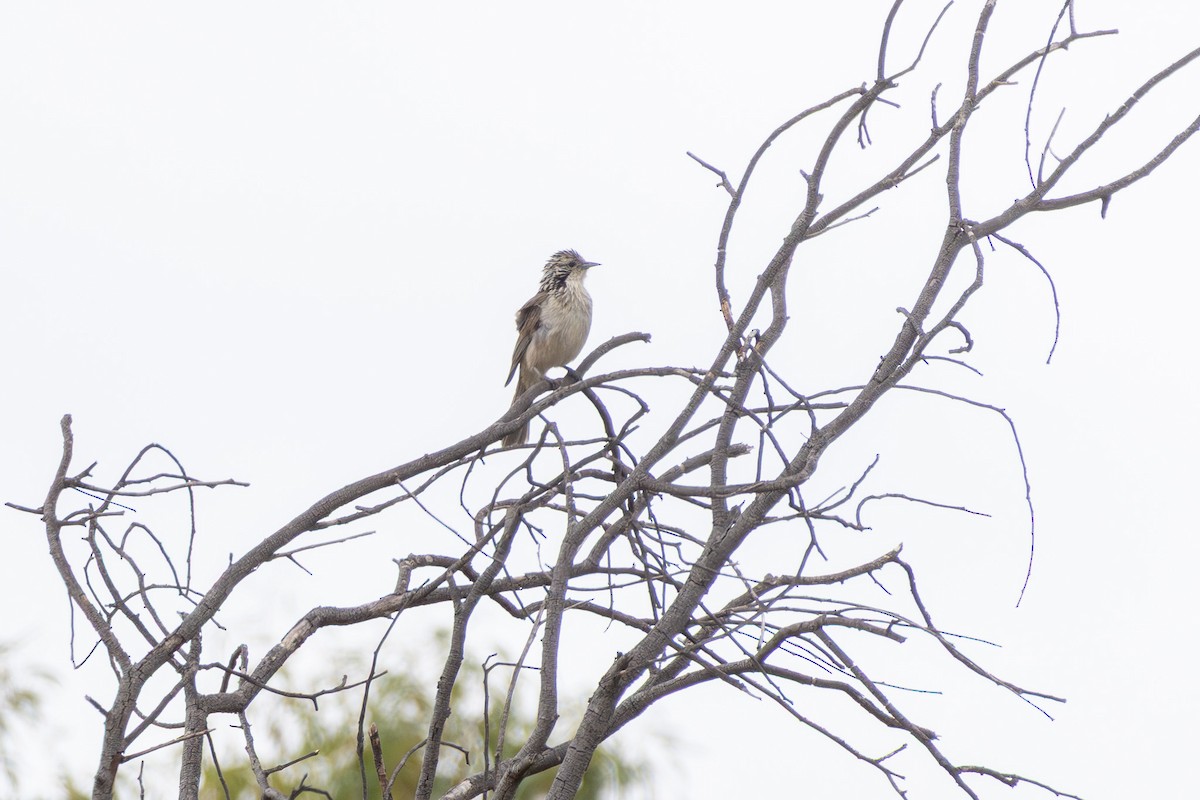 Striped Honeyeater - ML645640103