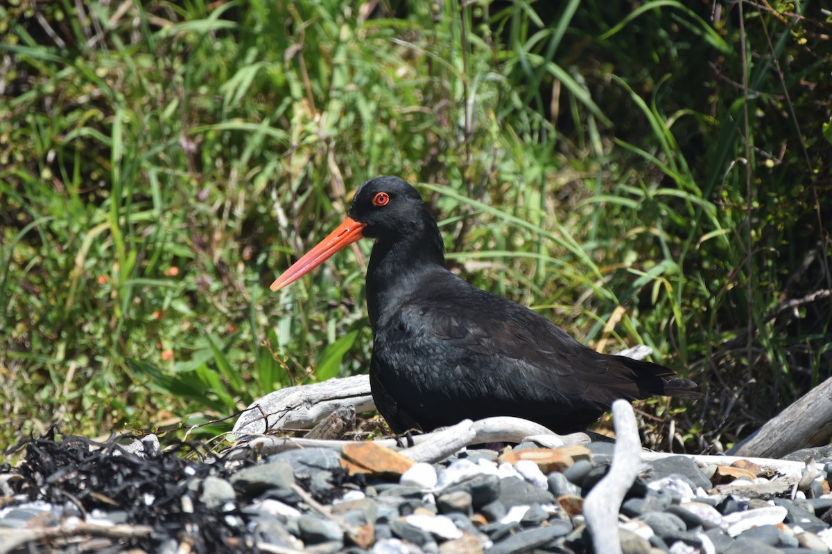 Variable Oystercatcher - ML645640105