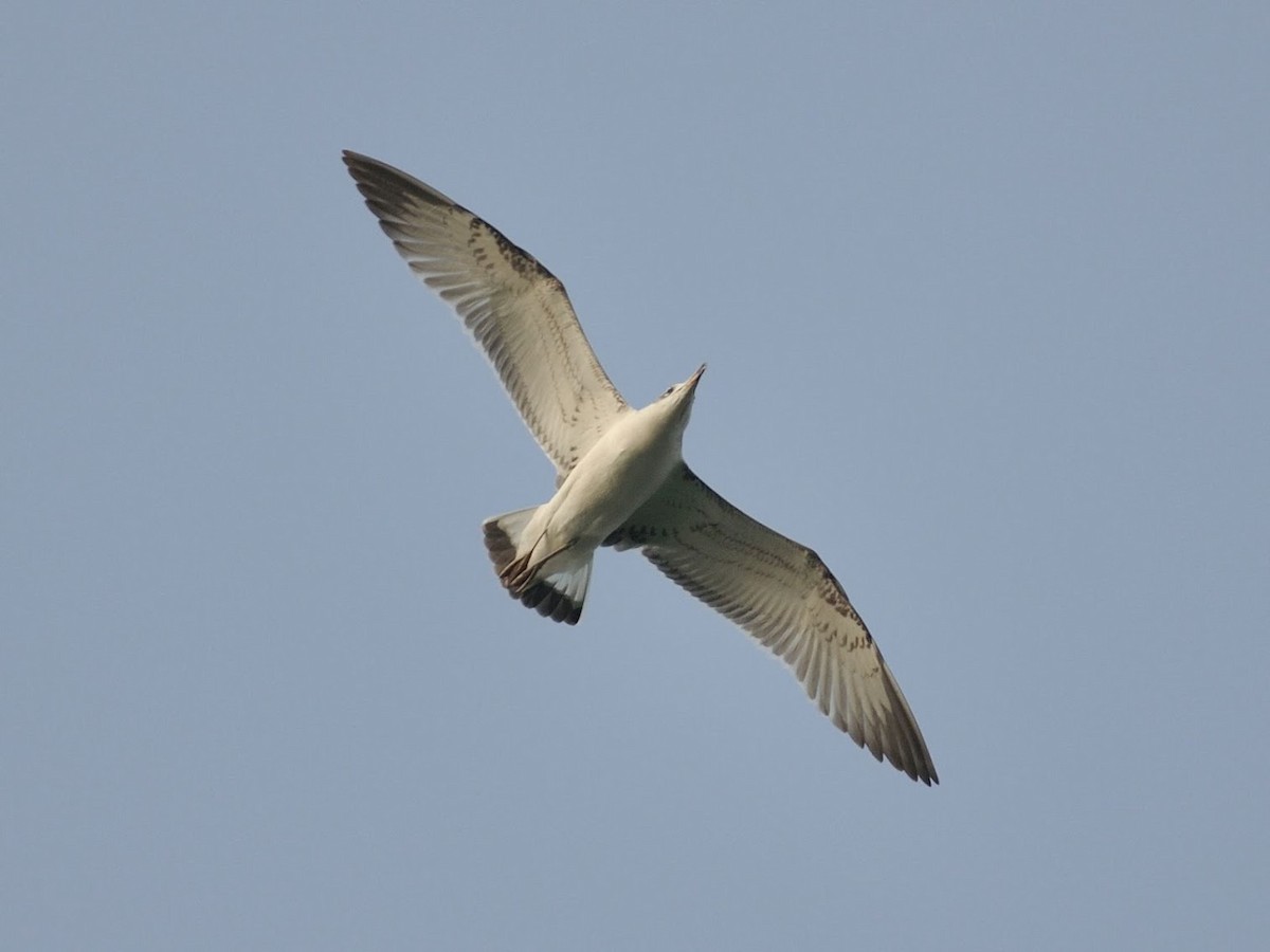 Pallas's Gull - ML645640106