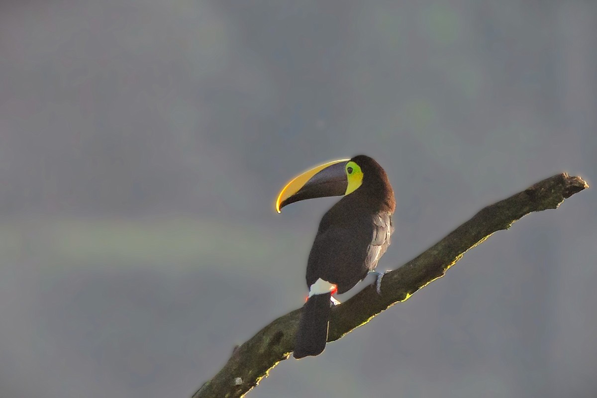 Yellow-throated Toucan - ML645640107