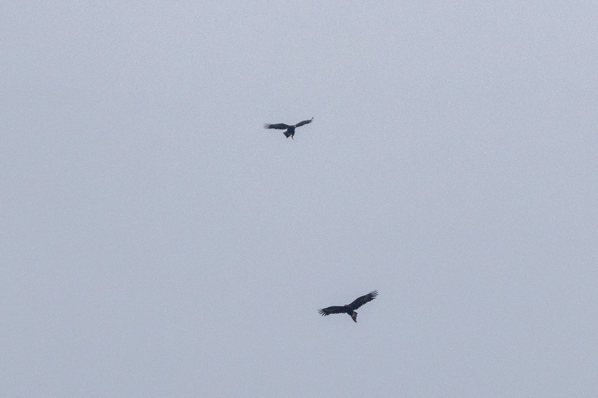 Wedge-tailed Eagle - ML645640108