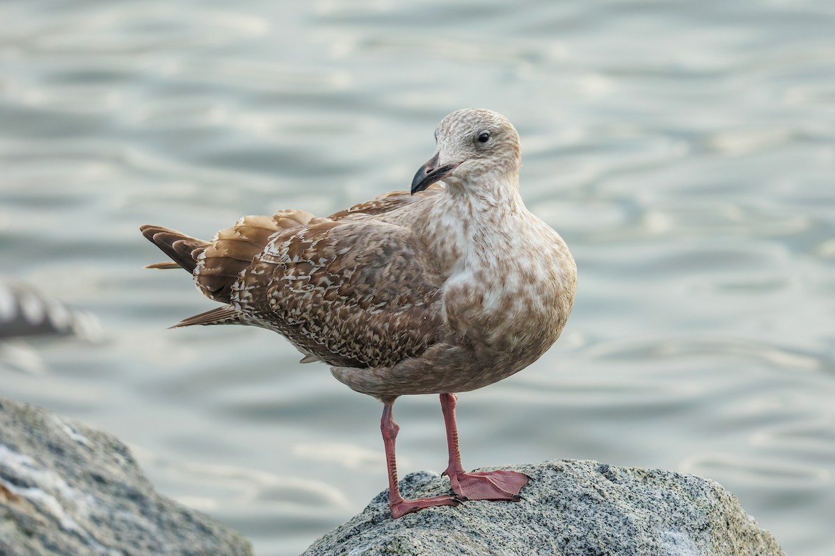 American Herring x Glaucous-winged Gull (hybrid) - ML645640110