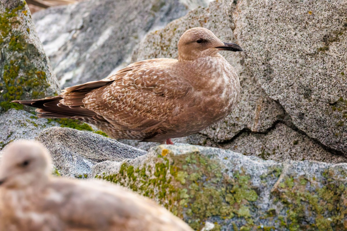 American Herring x Glaucous-winged Gull (hybrid) - ML645640111