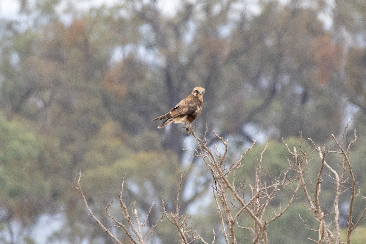 Brown Falcon - ML645640113