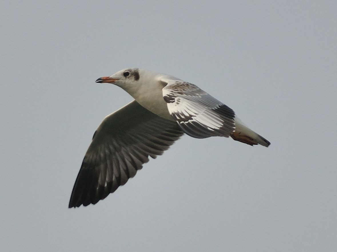 Brown-headed Gull - ML645640116