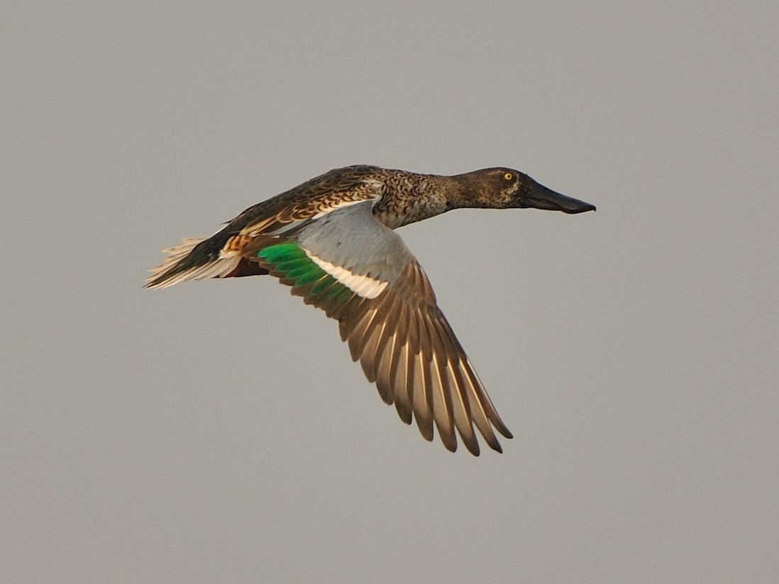 Northern Shoveler - ML645640118