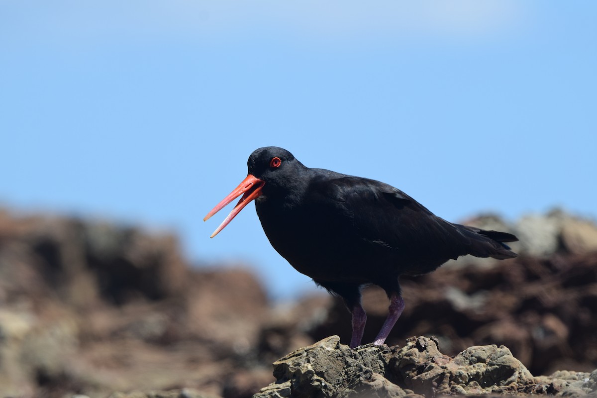 Variable Oystercatcher - ML645640119