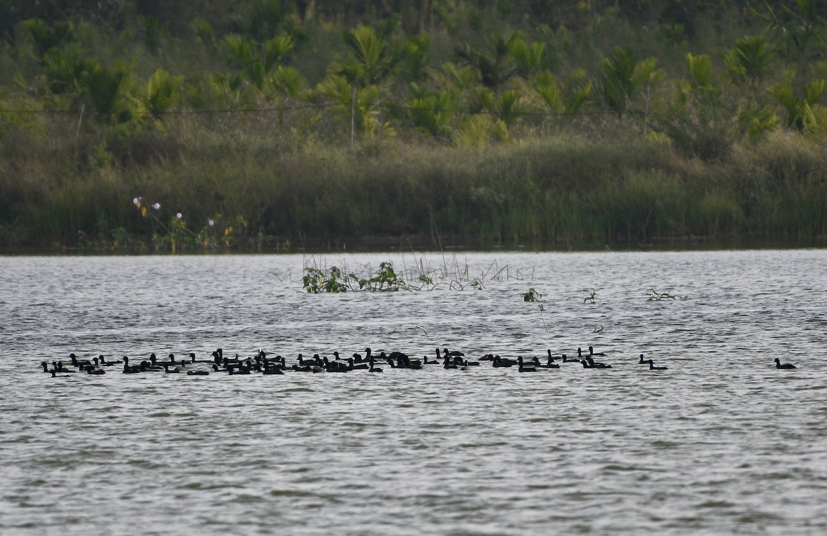 Яванский баклан - ML645640121