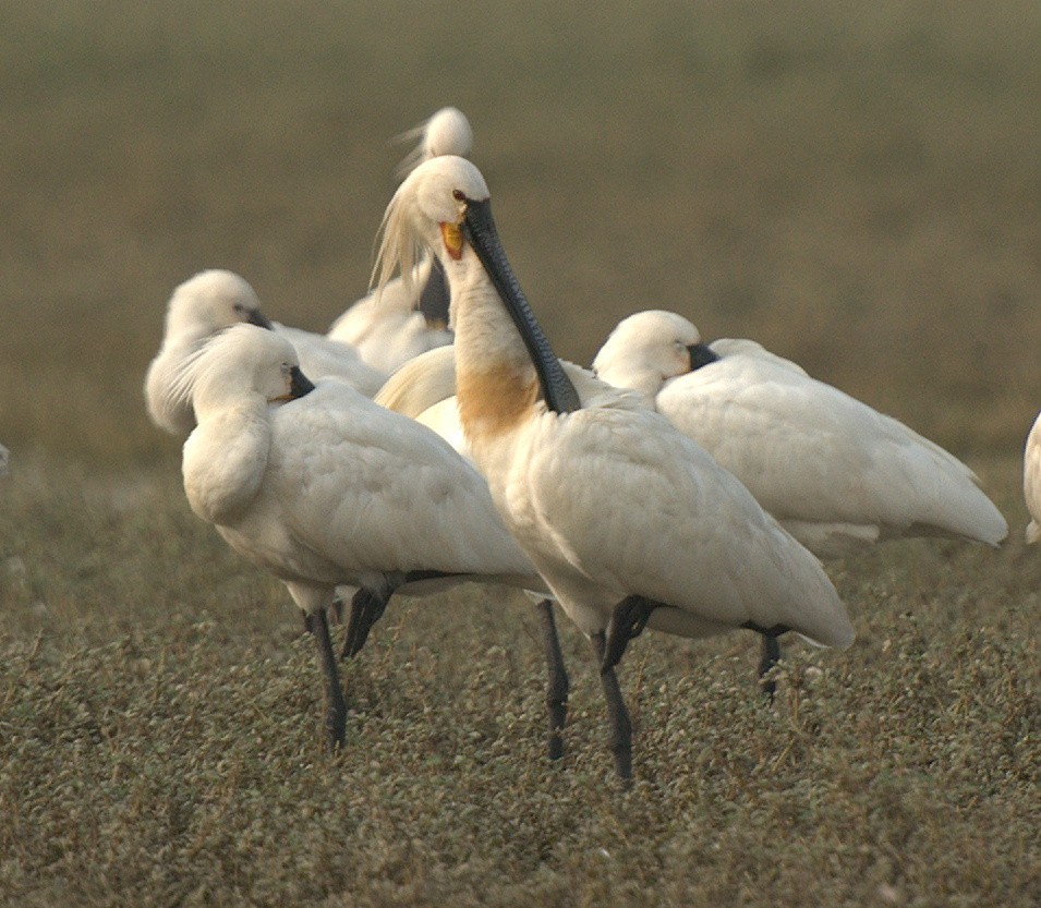 Eurasian Spoonbill - ML645640122