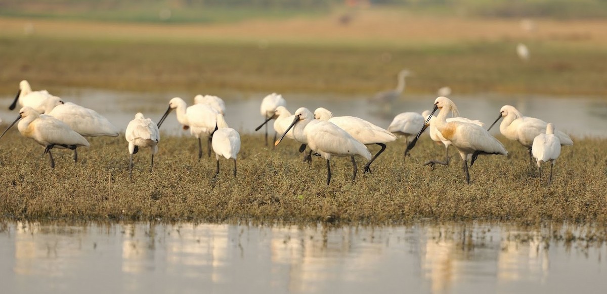 Eurasian Spoonbill - ML645640123
