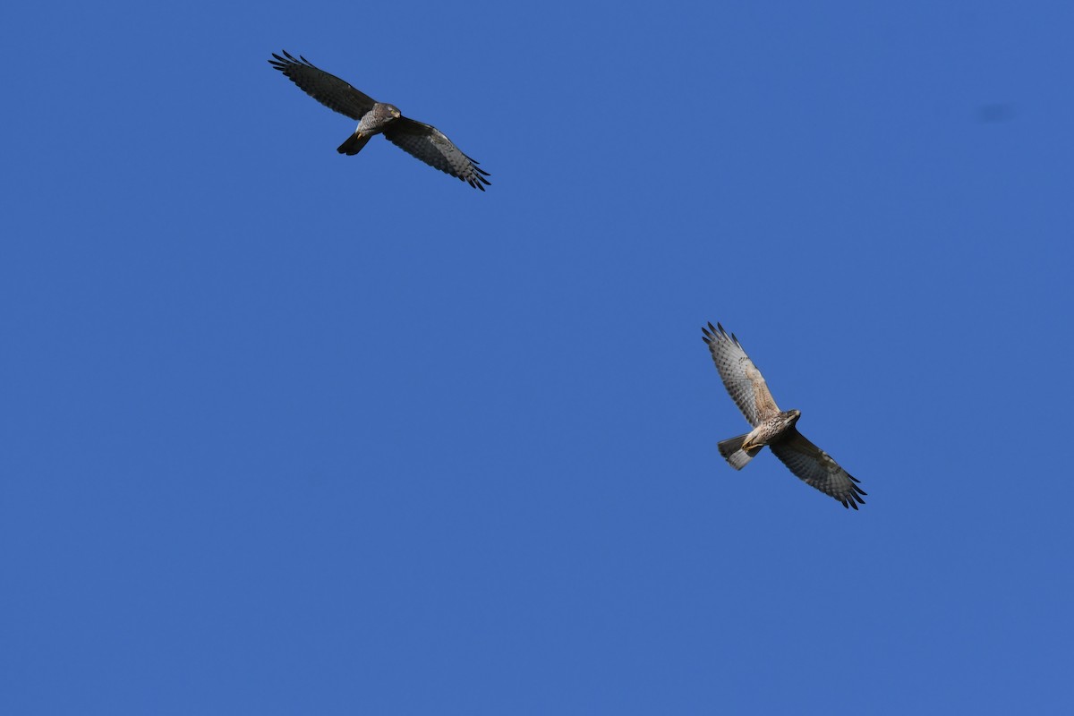 Gray-faced Buzzard - ML645640124