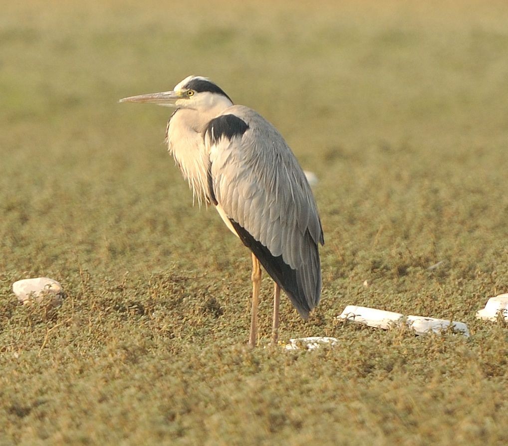 Gray Heron - ML645640125