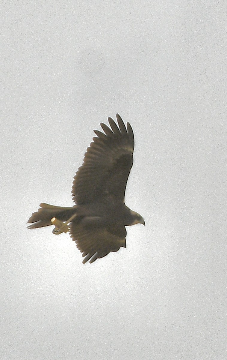 Indian/Greater Spotted Eagle - ML645640127