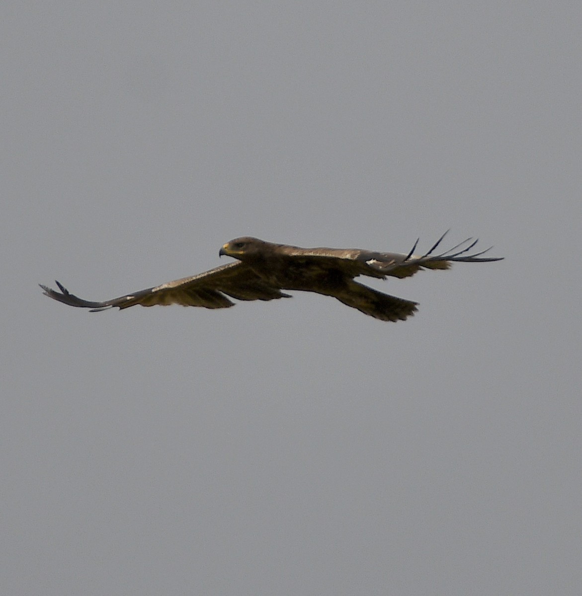 Индийский/Большой подорлик - ML645640130