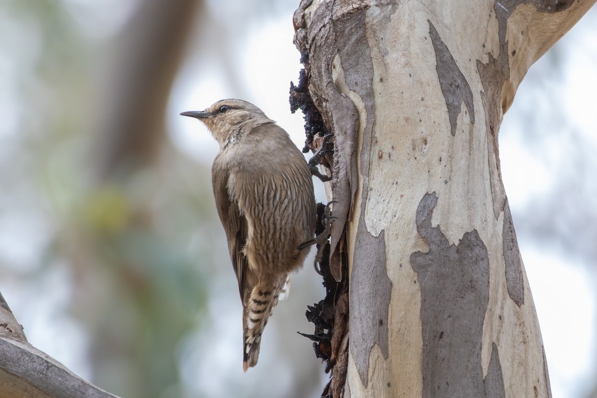 Brown Treecreeper - ML645640131