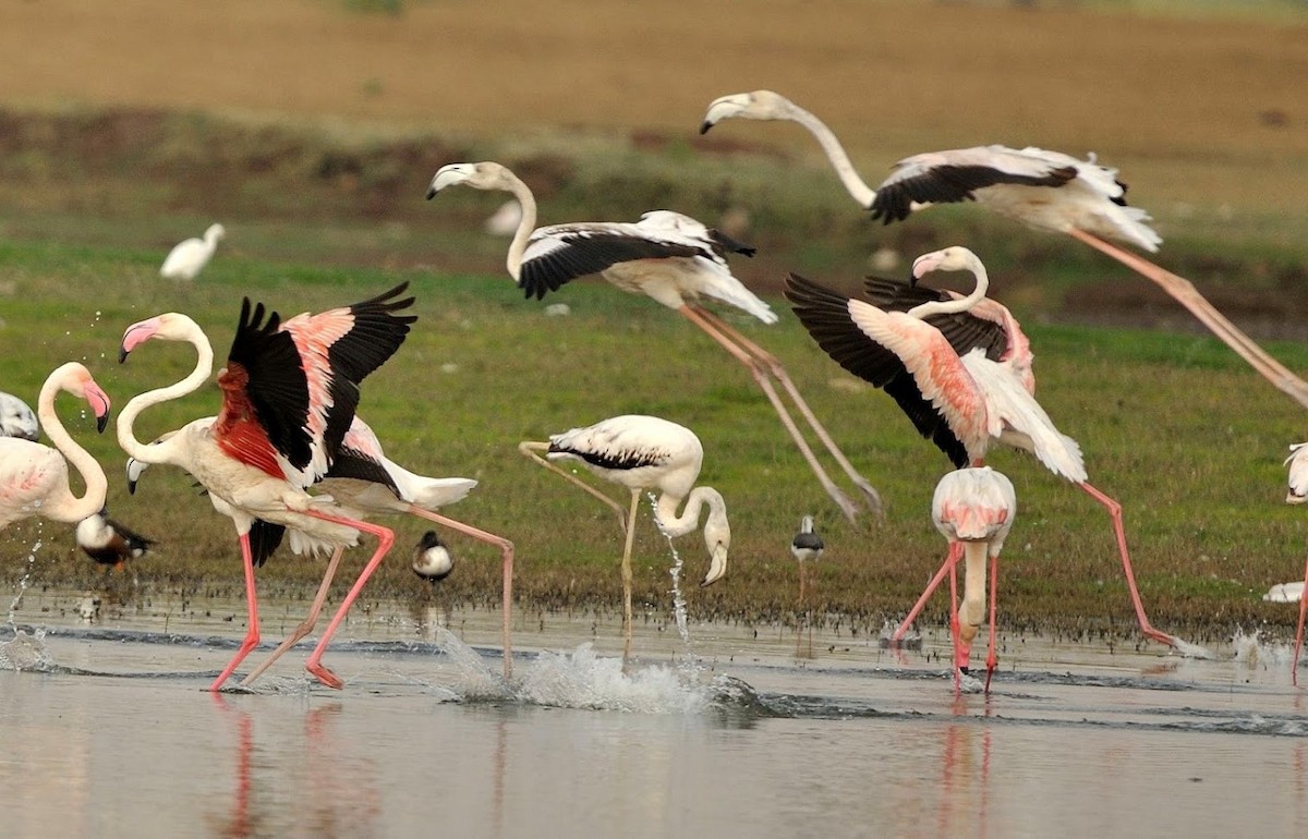 Greater Flamingo - ML645640133