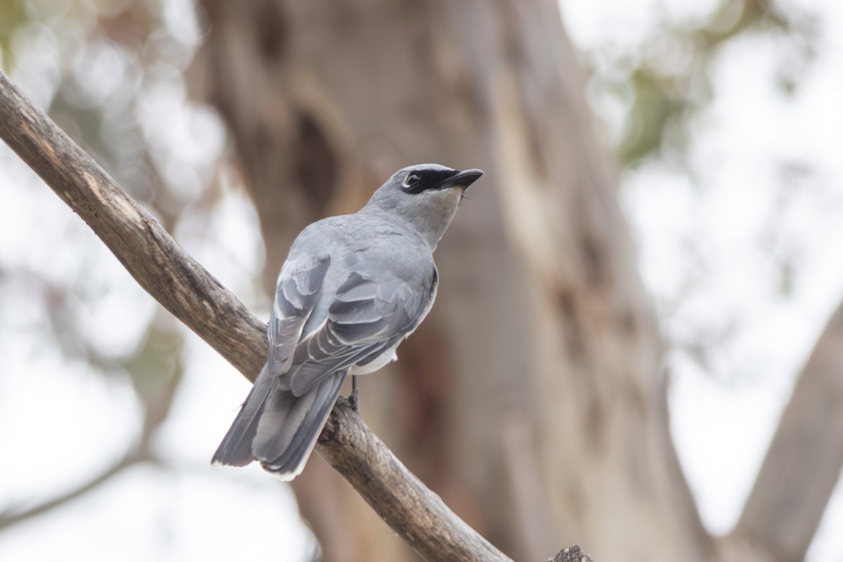 White-bellied Cuckooshrike - ML645640134