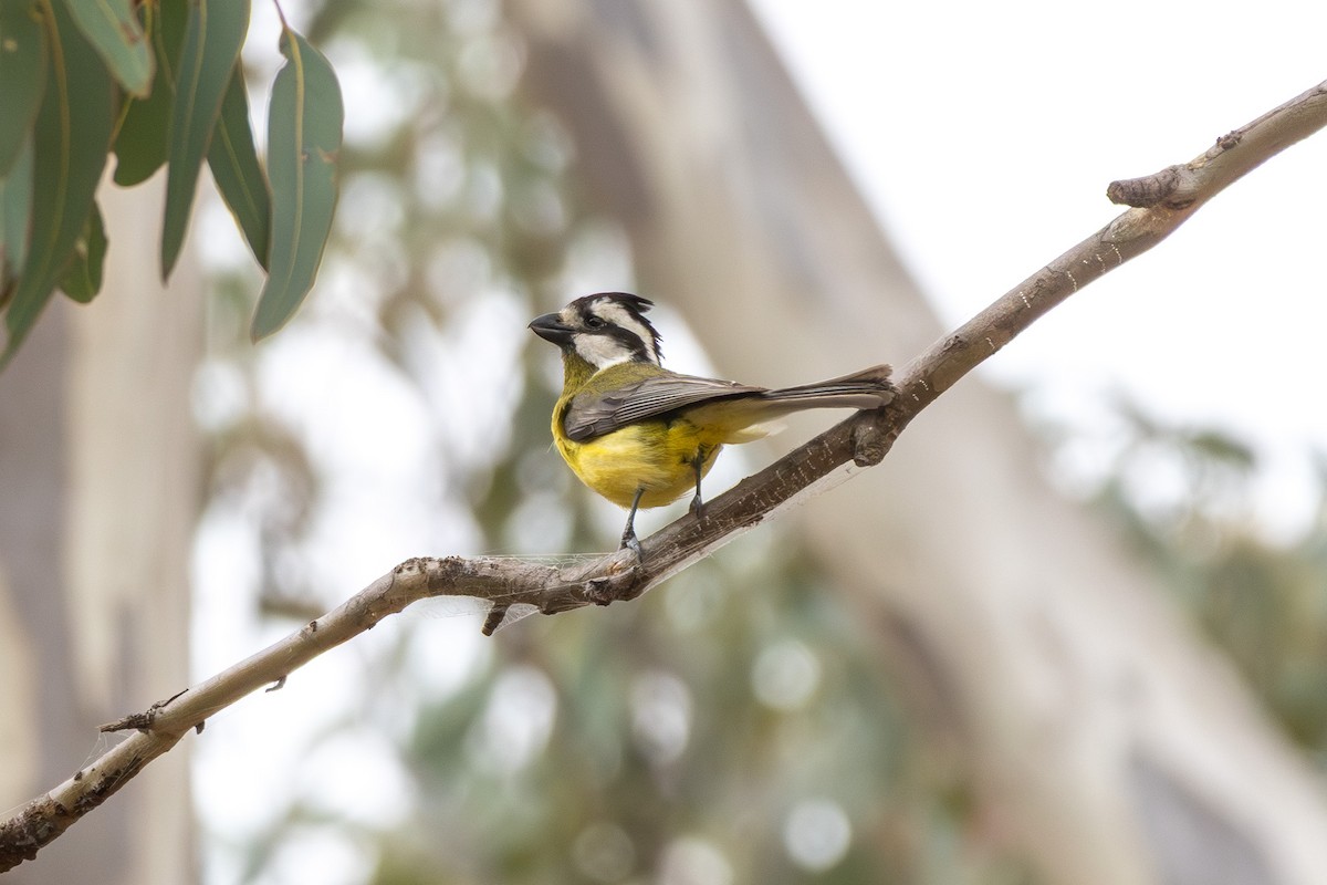 Eastern Shrike-tit - ML645640137