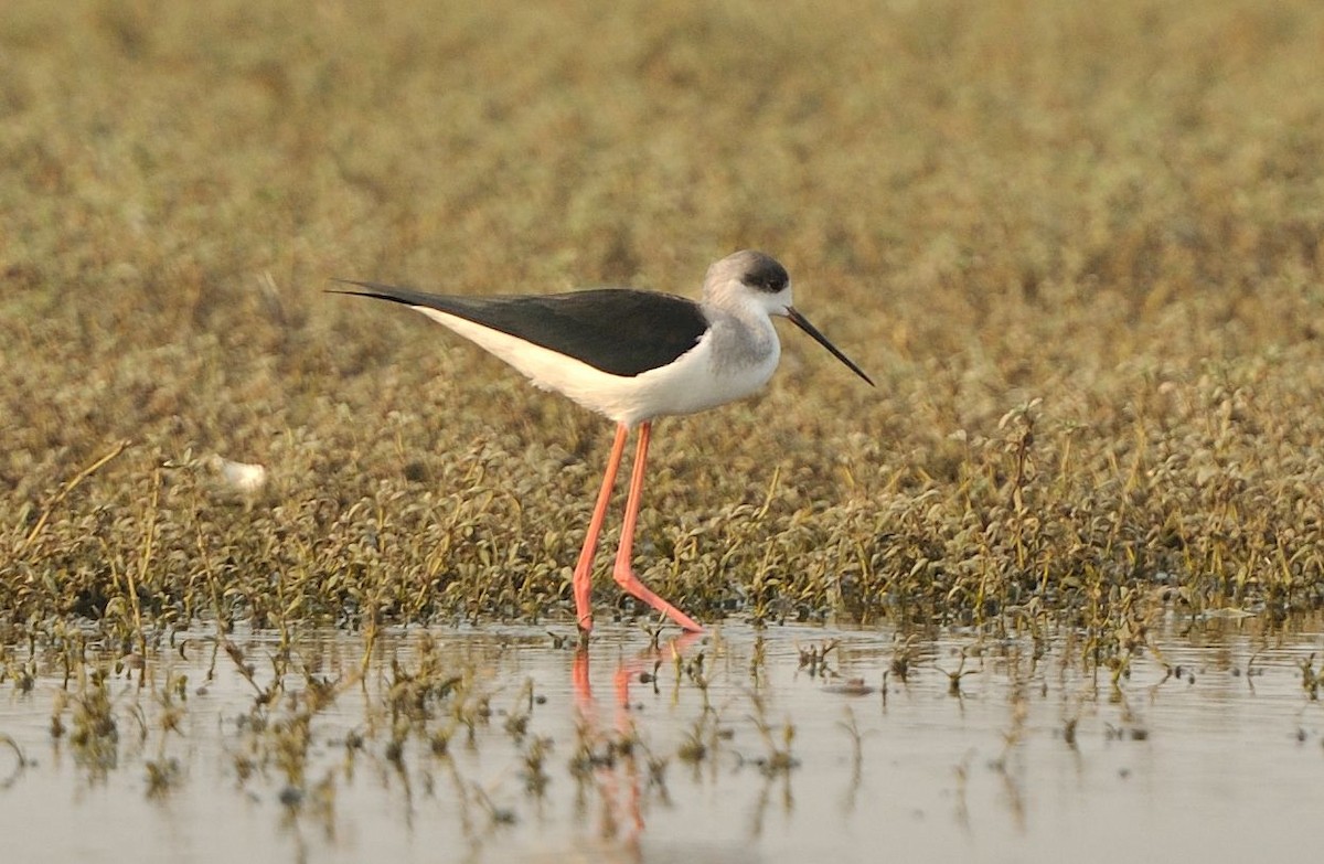 Ходулочник - ML645640139