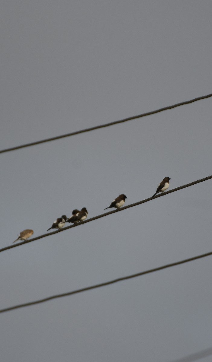 Острохвостая муния - ML645640141