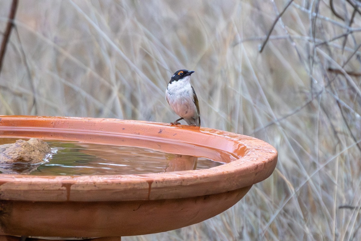 Краснобровая медвянка - ML645640147