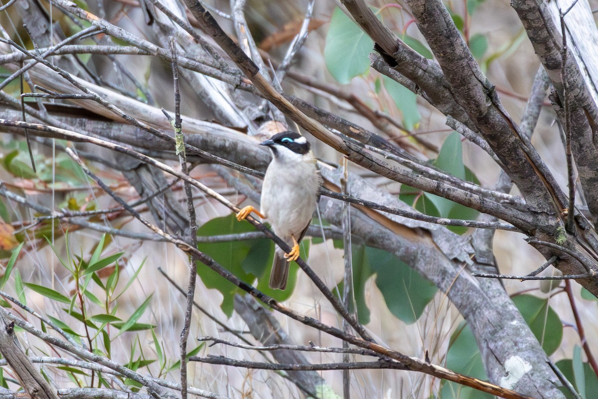 Чернозобая медвянка (gularis) - ML645640149