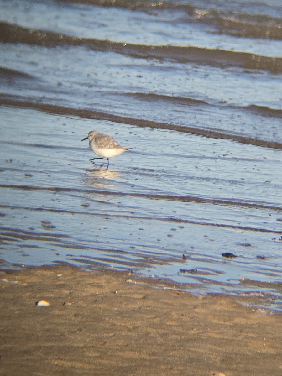 Песчанка - ML645640151