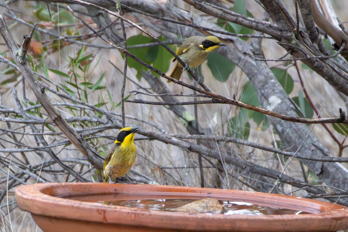 Желтохохлый медосос (melanops/meltoni) - ML645640154