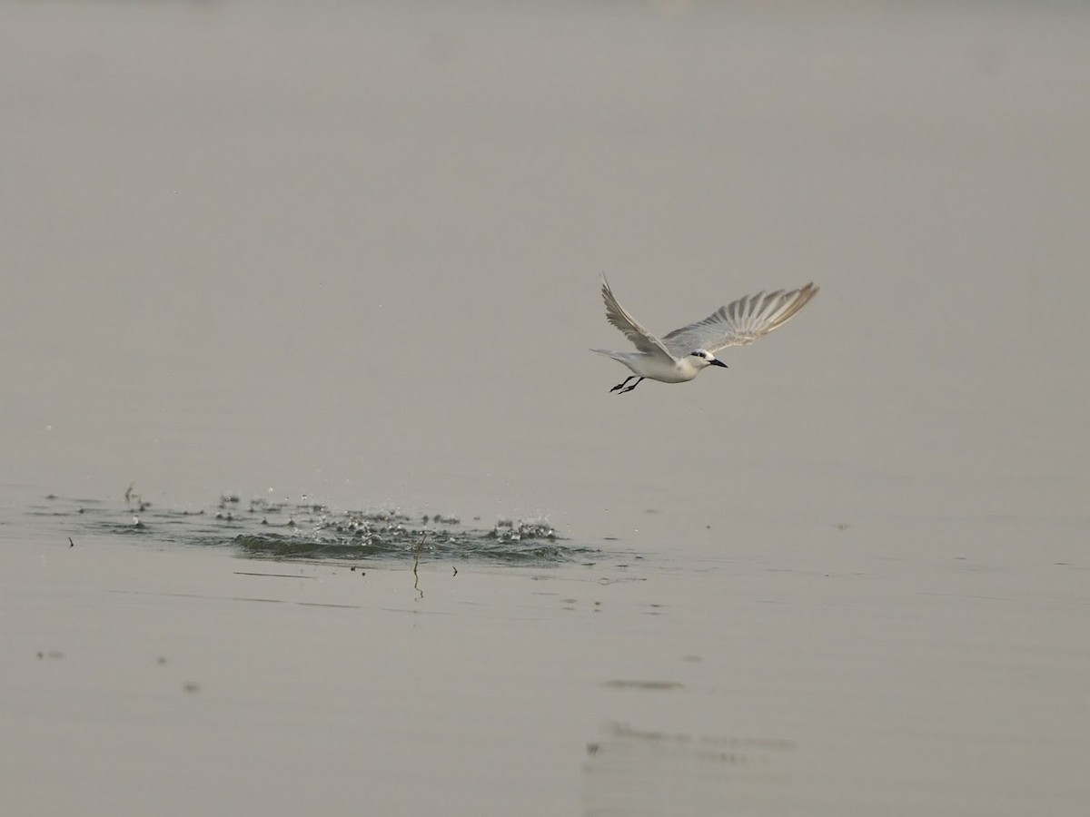 Чайконосая крачка - ML645640155