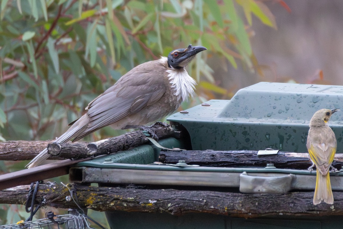 Крикливый кожеголов - ML645640158