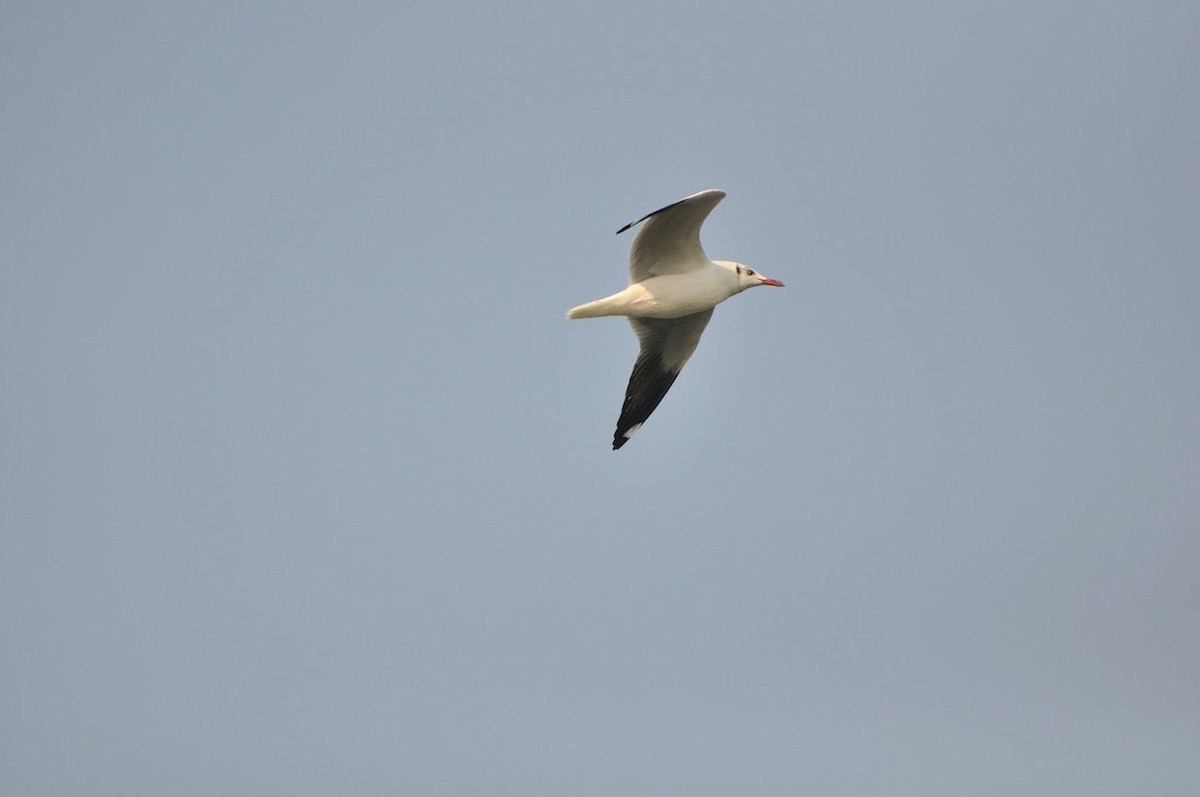 Буроголовая чайка - ML645640161