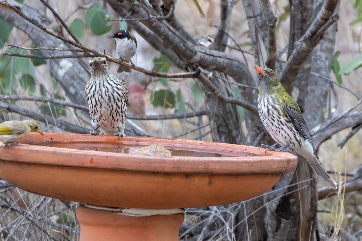 Пёстрая иволга - ML645640162