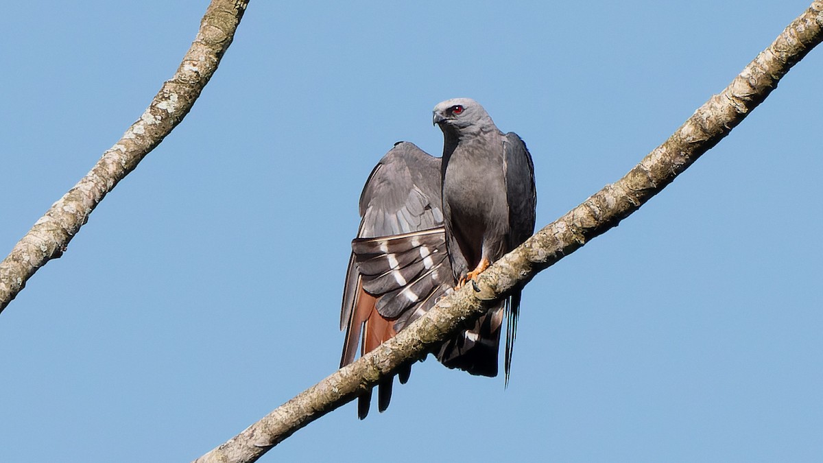 Сизый коршун - ML645640163