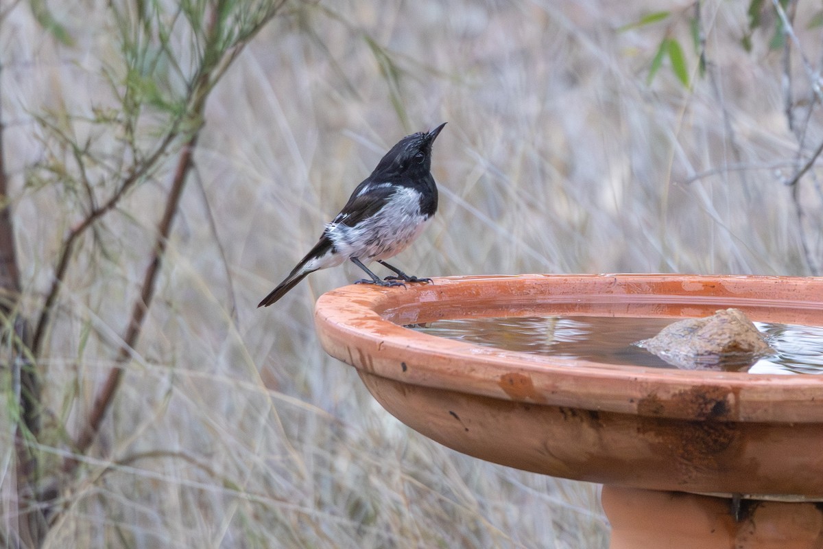 kutteflueskvett - ML645640164