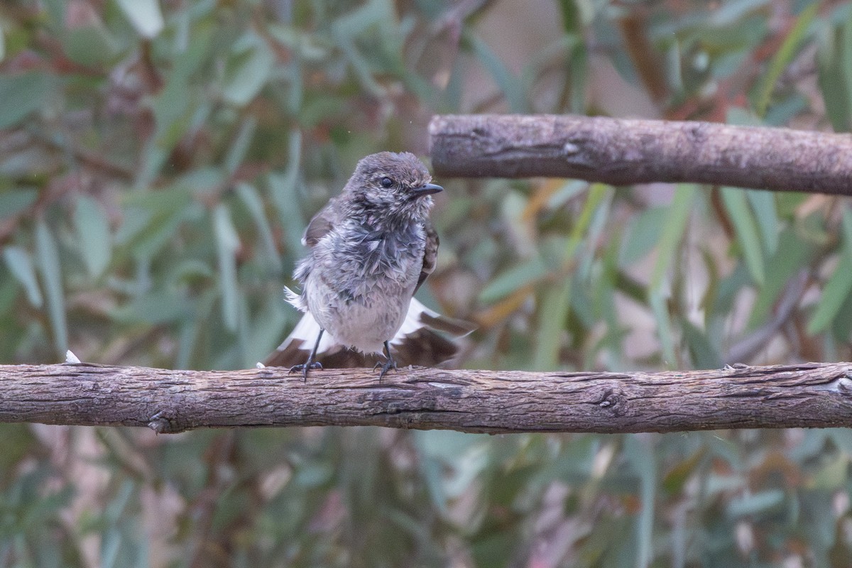 kutteflueskvett - ML645640165