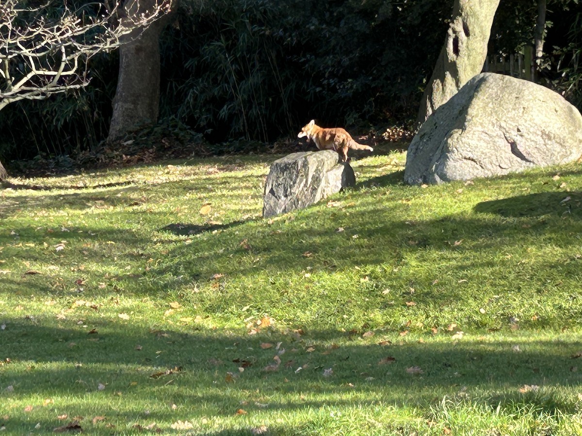 Animals - ML645640169